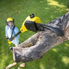 Reliable View Park Windsor Hills, CA Tree Care Solutions