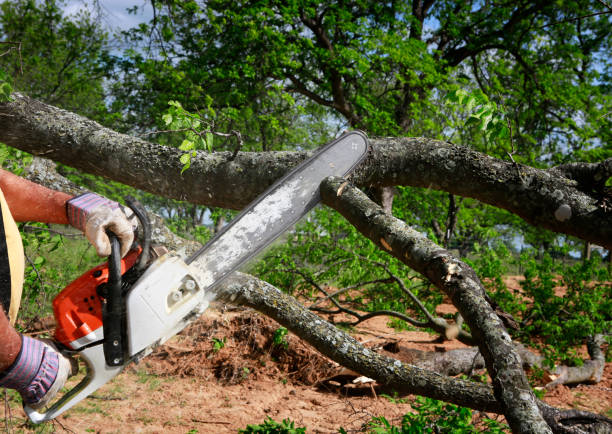 How Our Tree Care Process Works  in  View Park Windsor Hills, CA